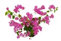 compressed_DSC00767 copy 2.webp