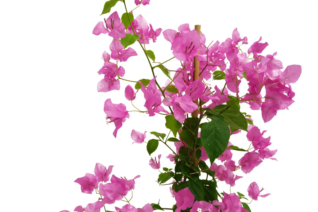 compressed_DSC00756 copy.webp