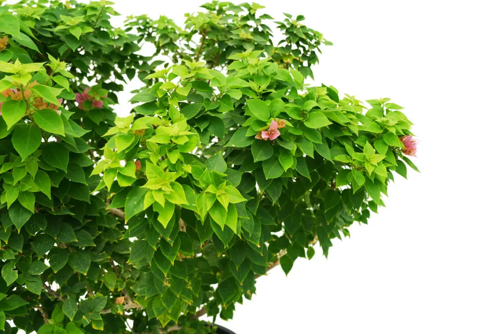 compressed_DSC00946 copy.webp