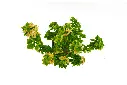compressed_DSC00470 copy.webp