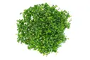 compressed_DSC00917 copy.webp