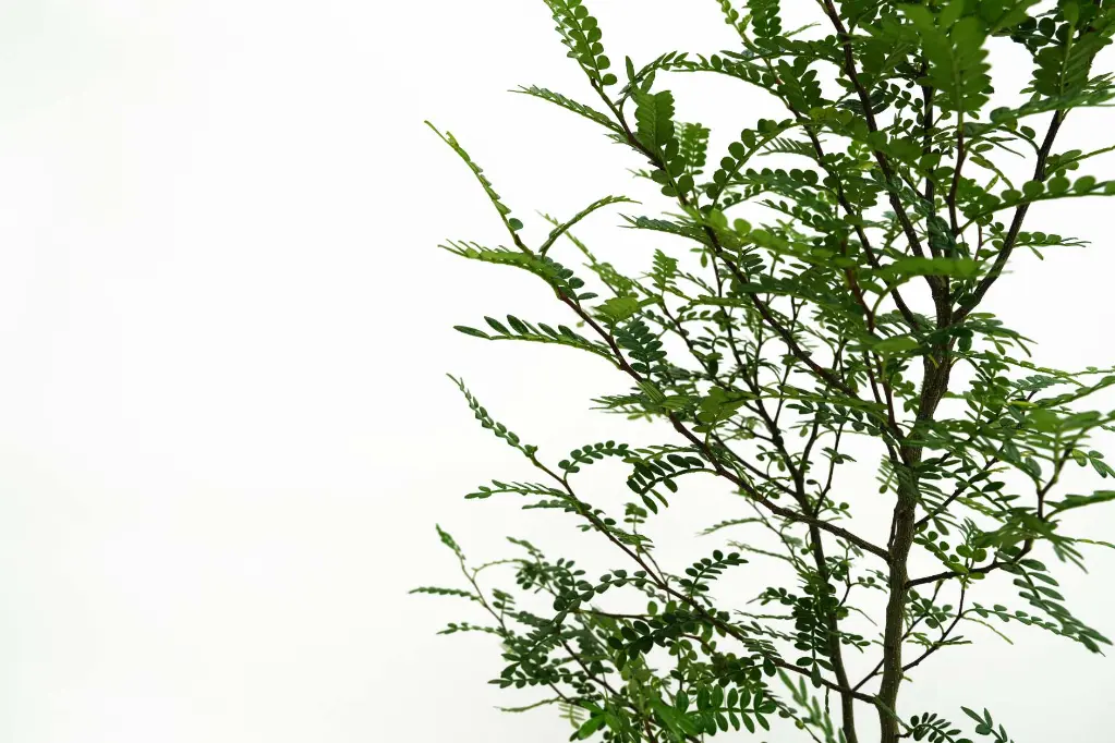 compressed_DSC00302 copy.webp