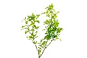 حمضيات 2.webp