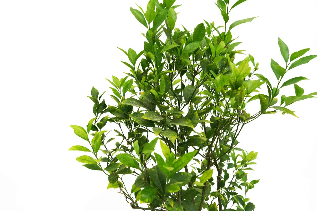 compressed_DSC00893 copy.webp