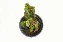compressed_DSC00105.webp