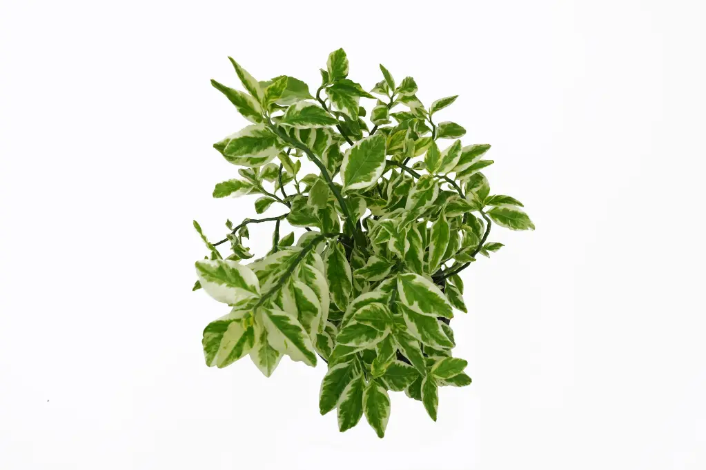 compressed_DSC00057.webp