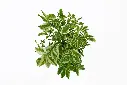 compressed_DSC00057.webp