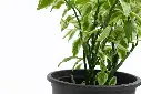 compressed_DSC00051.webp