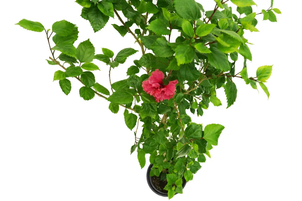 compressed_DSC00734 copy.webp