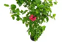 compressed_DSC00734 copy.webp