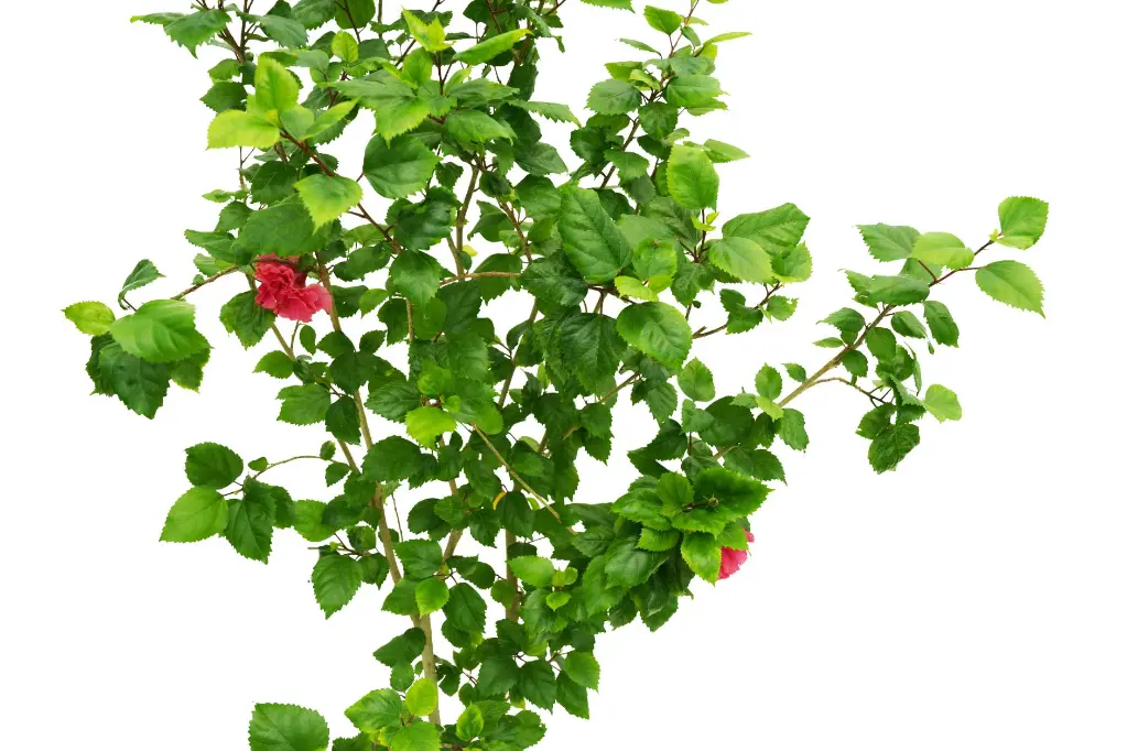compressed_DSC00718 copy.webp
