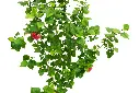 compressed_DSC00718 copy.webp