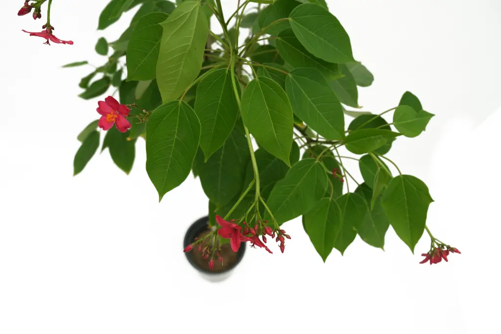 compressed_DSC00817 copy.webp