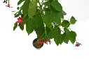 compressed_DSC00817 copy.webp