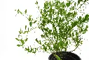 compressed_DSC00225 copy.webp