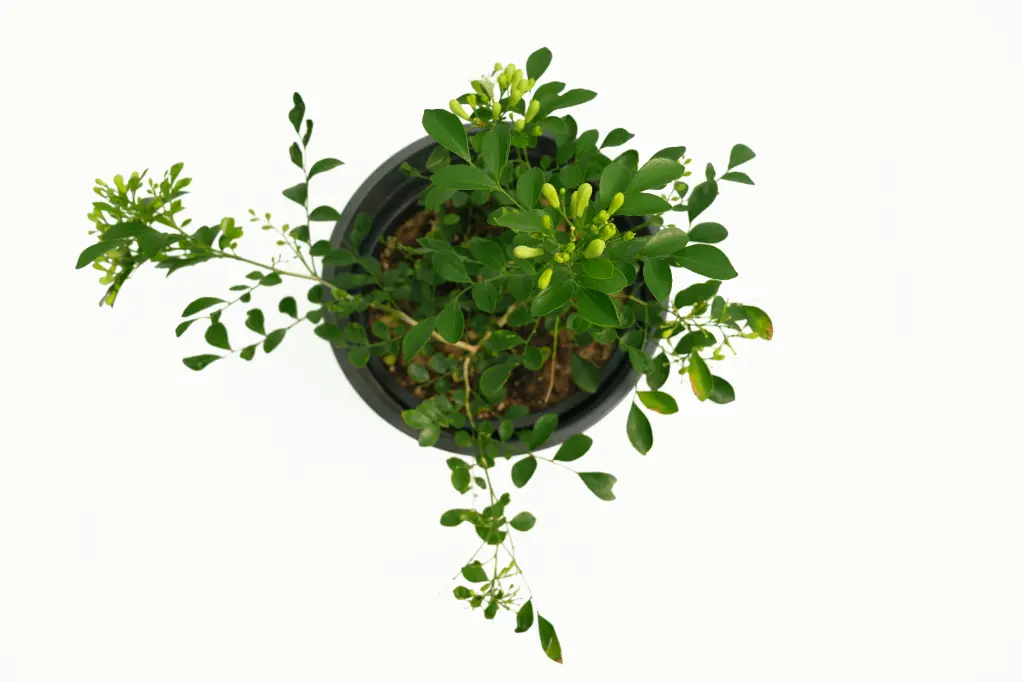 compressed_DSC00117.webp