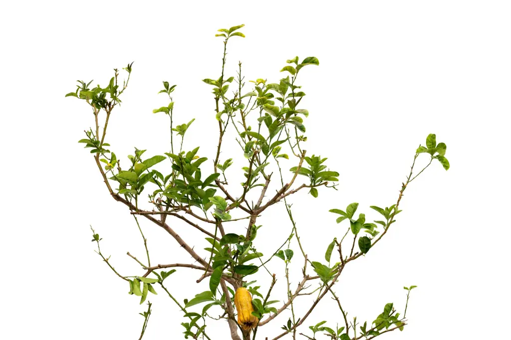 3X0A9587 .webp