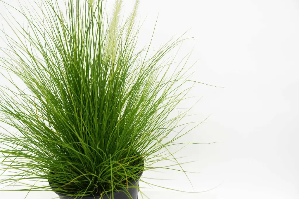 compressed_DSC00565 copy.webp