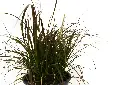 compressed_DSC00527 copy.webp