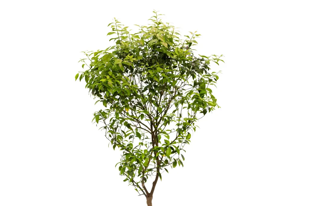 3X0A9602 .webp