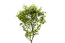 3X0A9602 .webp