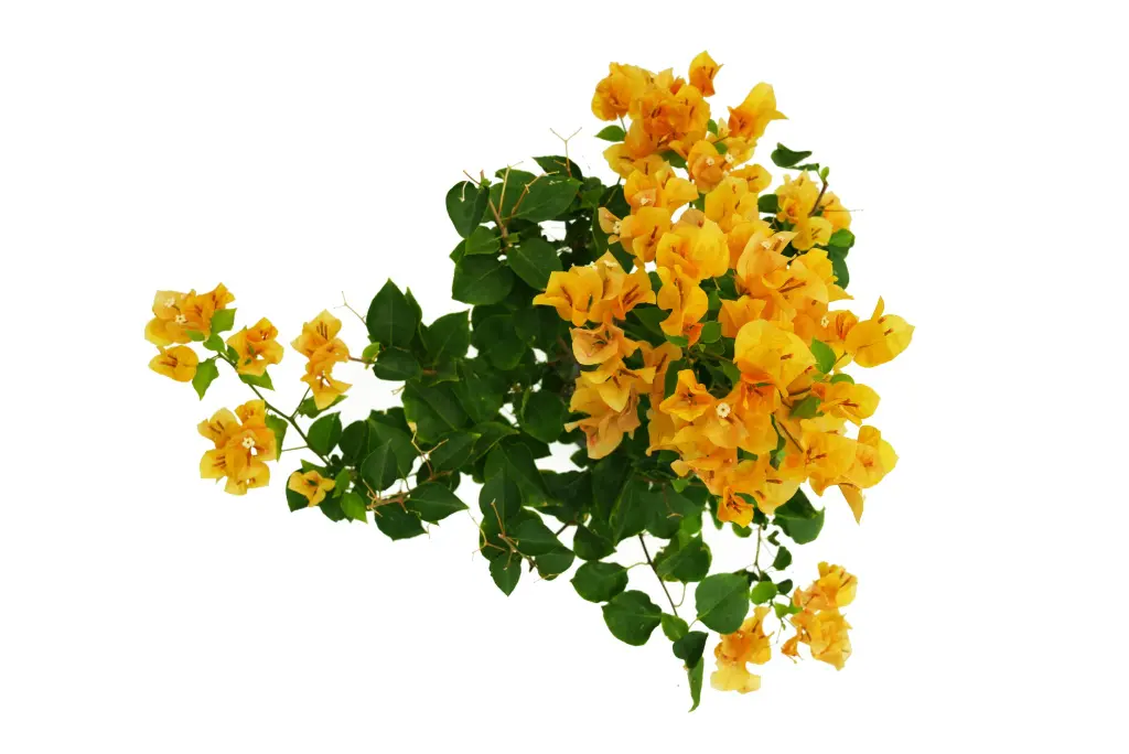 compressed_DSC00172 copy.webp