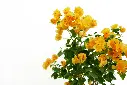 compressed_DSC00189 copy.webp
