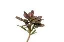 3X0A9774 .webp