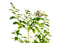 دورنتا 2.webp