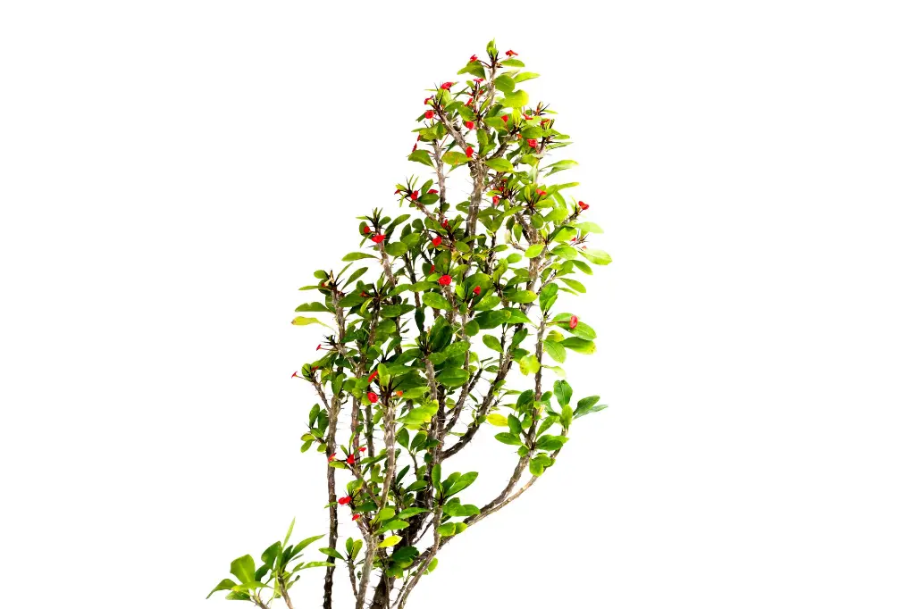 3X0A9409 .webp