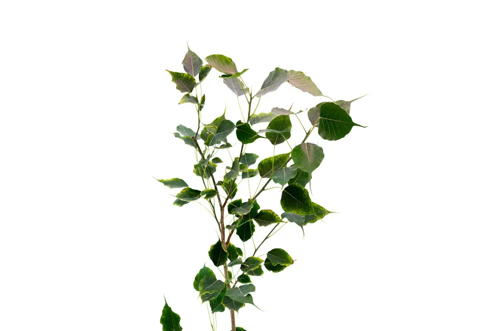 3X0A9687 .webp