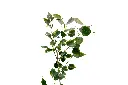 3X0A9687 .webp