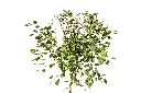 فايكس لسان العصفور2.webp