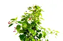 جتروفا 2.webp