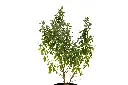 SUL70277-0.webp
