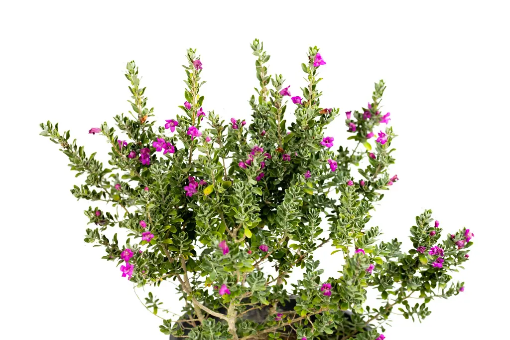 3X0A9447 .webp