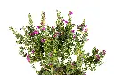 3X0A9447 .webp