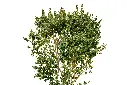 3X0A9635-1.webp