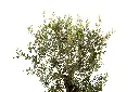 3X0A9514 .webp