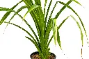 بندانوس 2.webp
