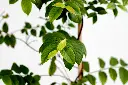 SUL70363-1.webp