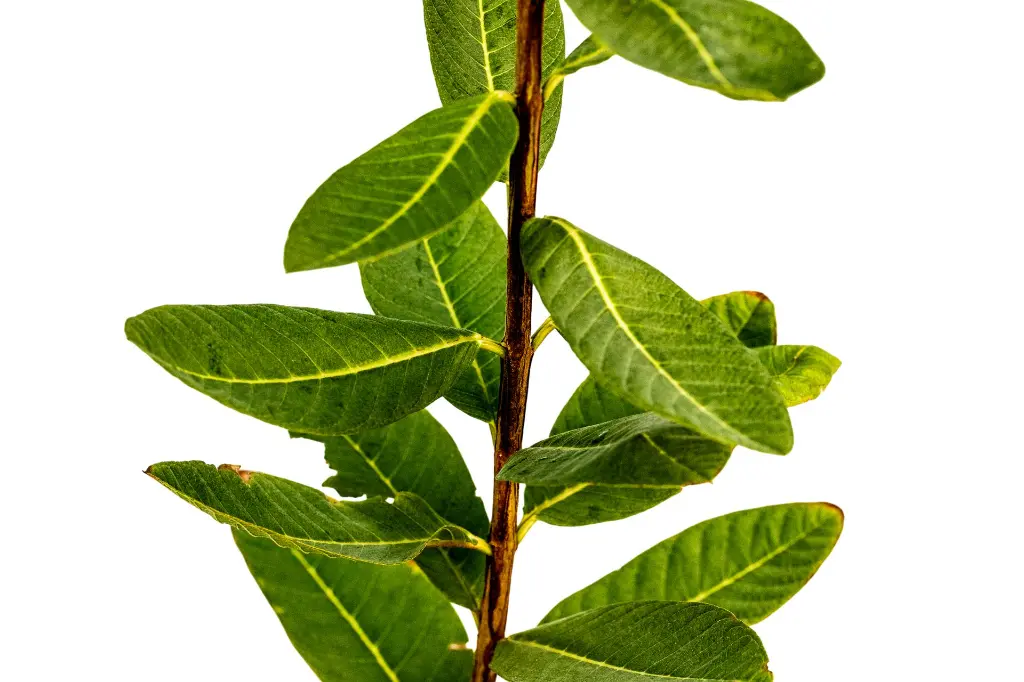 جوافة 2.webp