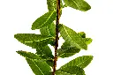 جوافة 2.webp