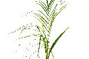 نخيل الملوكي 2.webp