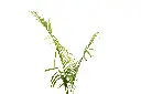 3X0A9349 .webp