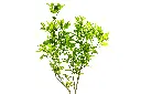 حمضيات (برتقال  أفندي) 2.webp