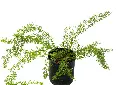 اسبارجس 14سم (1).webp