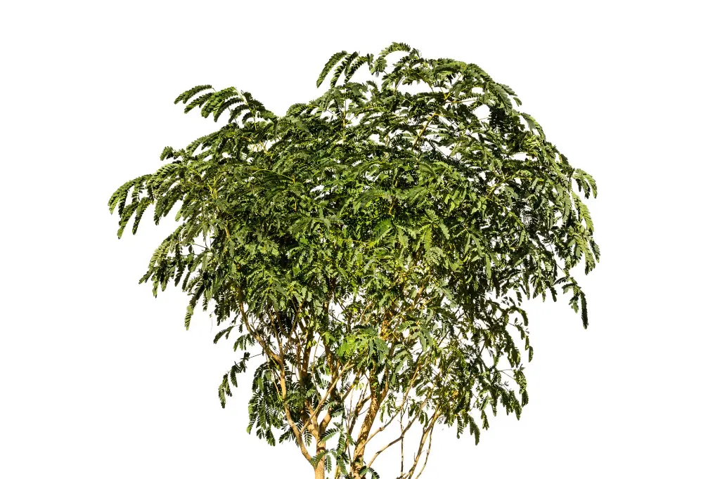 برهام (Albizia Lebbeck) 3.webp