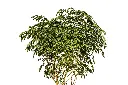 برهام (Albizia Lebbeck) 3.webp