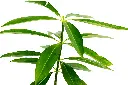 SUL70062 - 2.webp